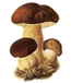 BOLETUS