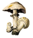 AGARICUS