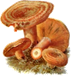 LACTARIUS
