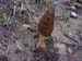 Morchella conica