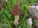 Morchella purpurascens