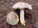 Agaricus xanthoderma