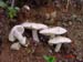 Amanita ovoidea