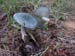 Clitocybe odora