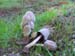 Coprinus atramentarius
