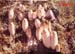 Coprinus comatus