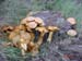 Gymnopilus spectabilis
