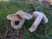 Hebeloma sinapizans
