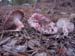 Hygrophorus russula