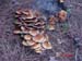 Hypholoma fasciculare