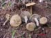 Inocybe dulcamara