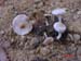 Inocybe geophila v. lilacina