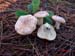 Lactarius chrysorheus