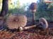 Macrolepiota procera