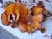 Omphalotus olearius