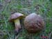 Suillus collinitus