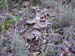 Tricholoma scalpturatum